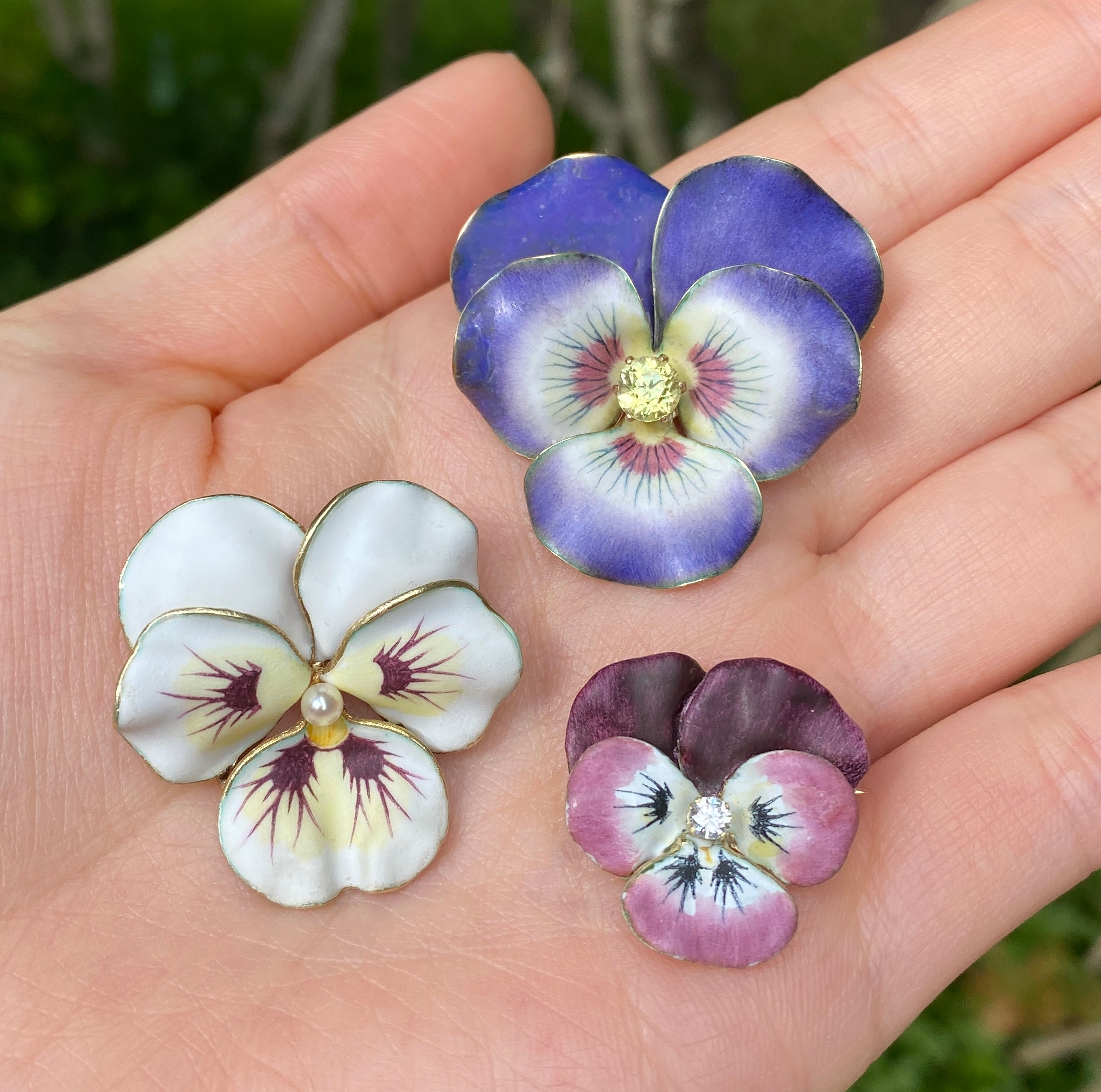 Pansies & Violas | Petitti Garden Centers